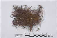 藏品(東方菘蘿)的圖片